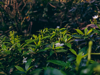 Tabernaemontana divaricata commonly called East India rosebay and Nero's crown is an evergreen shrub native to South Asia and now cultivated throughout South East Asia.