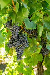 Close up vine grape in champagne vineyards at montagne de reims