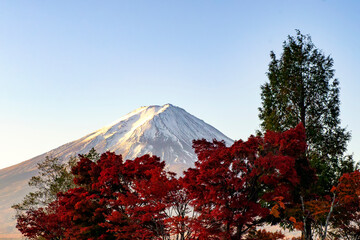 Fuji Mountain and Red Maple Trees Tunnel at Maple Corridor near Kawaguchiko Lske in Autumn, Japan