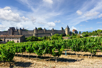 Row vine grape in champagne vineyards at Carcassonne background