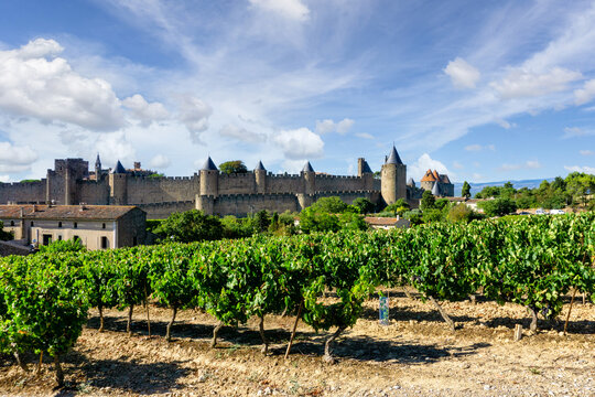 Row vine grape in champagne vineyards at Carcassonne background