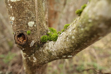 close up of a tree