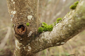 tree trunk with moss
