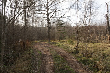 path in the forest