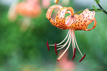 オニユリのアップ　