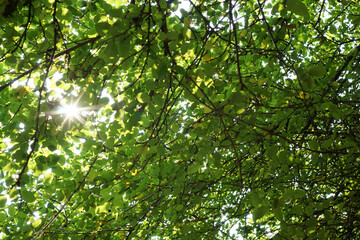 Fototapeta na wymiar Green natural background with sun flare among the leaves 