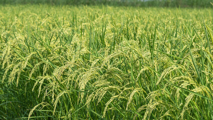  日本の水田風景。夏の稲穂。