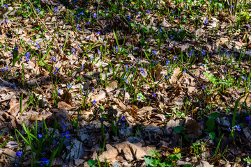 Obraz premium Blue scilla flowers in the forest on spring