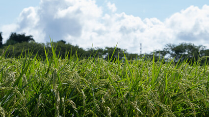 日本の水田風景。夏の稲穂と青空。