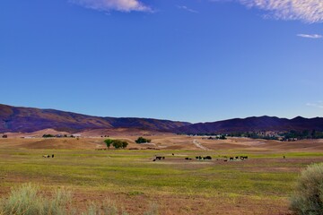Fototapeta na wymiar Farm Landscape With Cows and Mountain Background