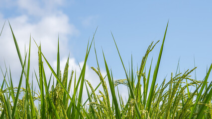 日本の水田風景。夏の稲穂と青空。
