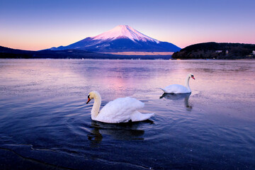 Swans in the Frozen Yamanakako Lake in Winter with Fuji mountain Background