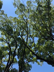 trees and sky