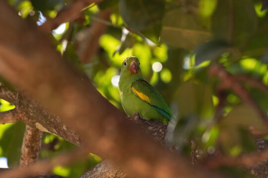 Yellow Chevroned Parakeet