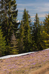 Flowering of spring flowers in Carpathian mountain valleys, in particular crocuses.	