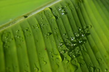 banana leaf with raindrops in bright sunlight