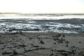 mangrove pneumatophores form a pattern in sand in the intertidal zone