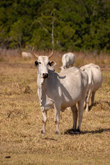 Adult cow in a farm