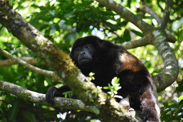 White-Faced Capuchin in Costa Rica
