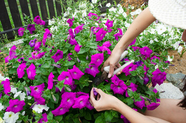 female hands are cutting petunia flowers in the garden
