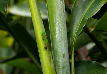 Gold Dust Day Gecko Climbing a Plant Stalk