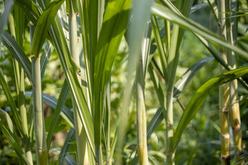 Growing sugarcane - obrazy, fototapety, plakaty