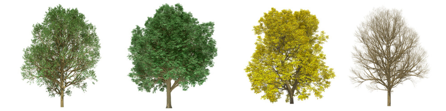 Green trees isolated on white background. Sycamore maple tree matures in all seasons. Acer pseudoplatanus tree isolated with clipping path 3D illustration