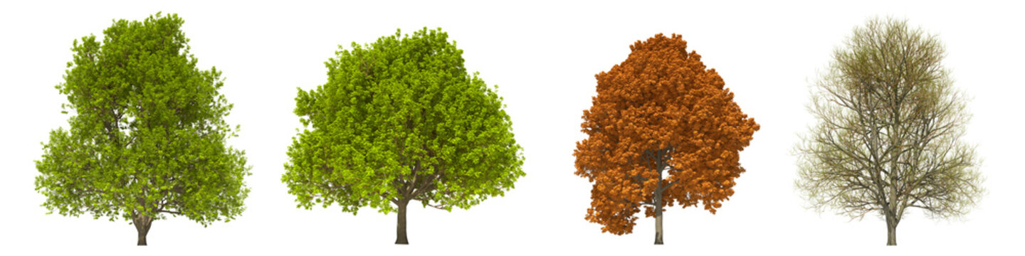 Green trees isolated on white background. Sugar maple tree matures in all seasons. Acer saccharum tree isolated with clipping path 3D illustration