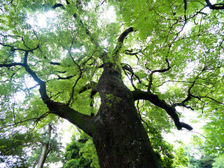 新緑の大木