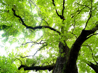 新緑の大木