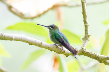コスタリカに生息する空飛ぶ宝石ともいわれるハチドリ