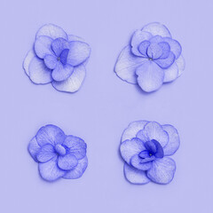 Plain natural Hydrangea flowers, minimal floral style pastel puple blossom arrangement. Flowery layout for festive summer cards