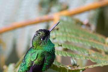 鳥の宝石ともいわれる小さくて美しいハチドリ