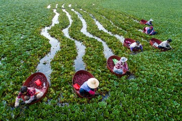 Villagers harvest water chestnuts in the water chestnuts pond in Zhahe Town, Hongze District, Huai...