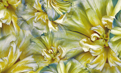 Flowers gold-yellow  tulips Floral vintage background. Petals tulips. Close-up. Nature.
