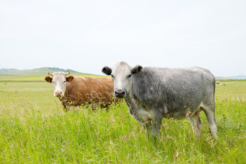 Beef cows and calfs grazing on field with hay.