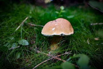 Macro mushroom in the forest grass.