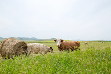 Fototapeta premium Beef cows and calfs grazing on field with hay.