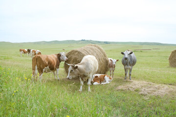 Beef cows and calfs grazing on field with hay.