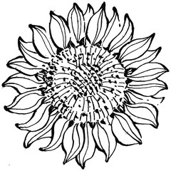 Sunflower flower. Floral botanical flower. Isolated illustration element. Vector hand drawing wildflower for background, texture, wrapper pattern, frame or border.