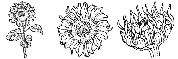 Sunflower flower. Floral botanical flower. Isolated illustration element. Vector hand drawing wildflower for background, texture, wrapper pattern, frame or border.