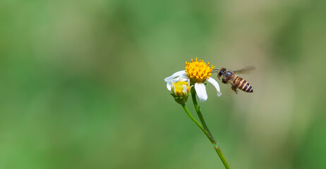 bee on a flower