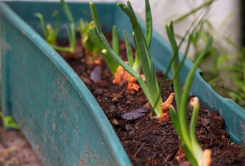 onions growing in the garden