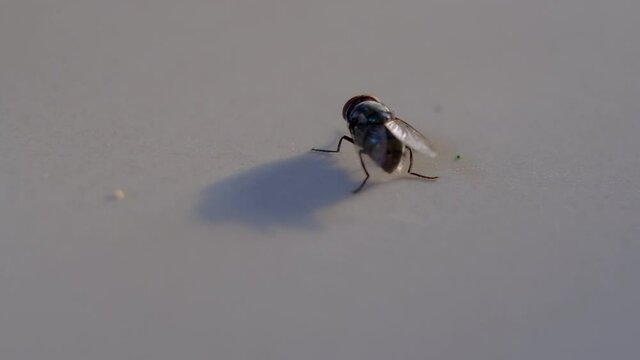 Grey house fly.  Insect fly macro on floor.