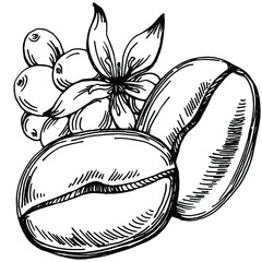 Coffee tree and beans in graphic style hand draw on white background. Isolated object with engraved style illustration. The best for design logo, menu, label, icon, stamp.