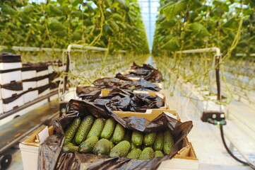 Fresh cucumbers are collected in the greenhouse by containers