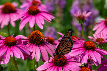 Close-up view of a monarch butterfly feeding on purple coneflowers (echinacea purpurea) in a sunny...