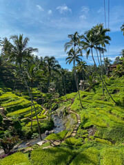 Fototapeta na wymiar Tegallalang Rice Terraces, Bali, Indonesia - stock photo