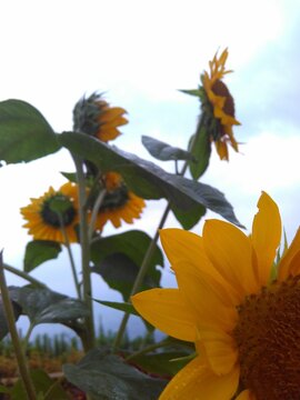 this is a beautiful view of sunflowers against a clear sky background

