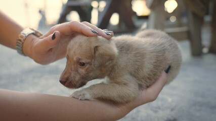 Female hands stroking a little cute puppy. A sweet homeless pup enjoying caress of human. Making friends with a new pet. Taking care of a stray baby dog outdoors in the street. Tiny doggy trusting man